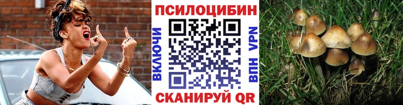 Галлюциногенные грибы Psilocybe  где можно купить   Томмот 